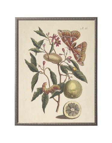 Antique Curiosities Inc Vintage Butterfly and Flower F Artwork, 12 X 16 in.