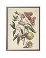Antique Curiosities Inc Vintage Butterfly and Flower F Artwork, 12 X 16 in.