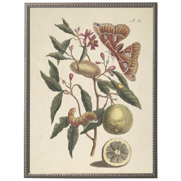 Antique Curiosities Inc Vintage Butterfly and Flower F Artwork, 12 X 16 in.