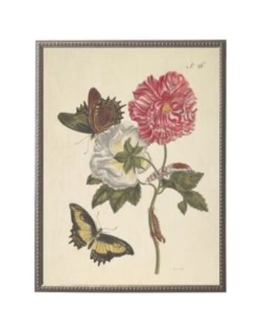 Antique Curiosities Inc Vintage Butterfly and Flower E Artwork, 12 X 16 in.