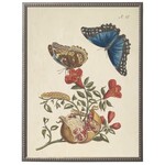 Antique Curiosities Inc Vintage Butterfly and Flower D Artwork, 12 X 16 in.