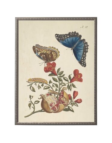 Antique Curiosities Inc Vintage Butterfly and Flower D Artwork, 12 X 16 in.