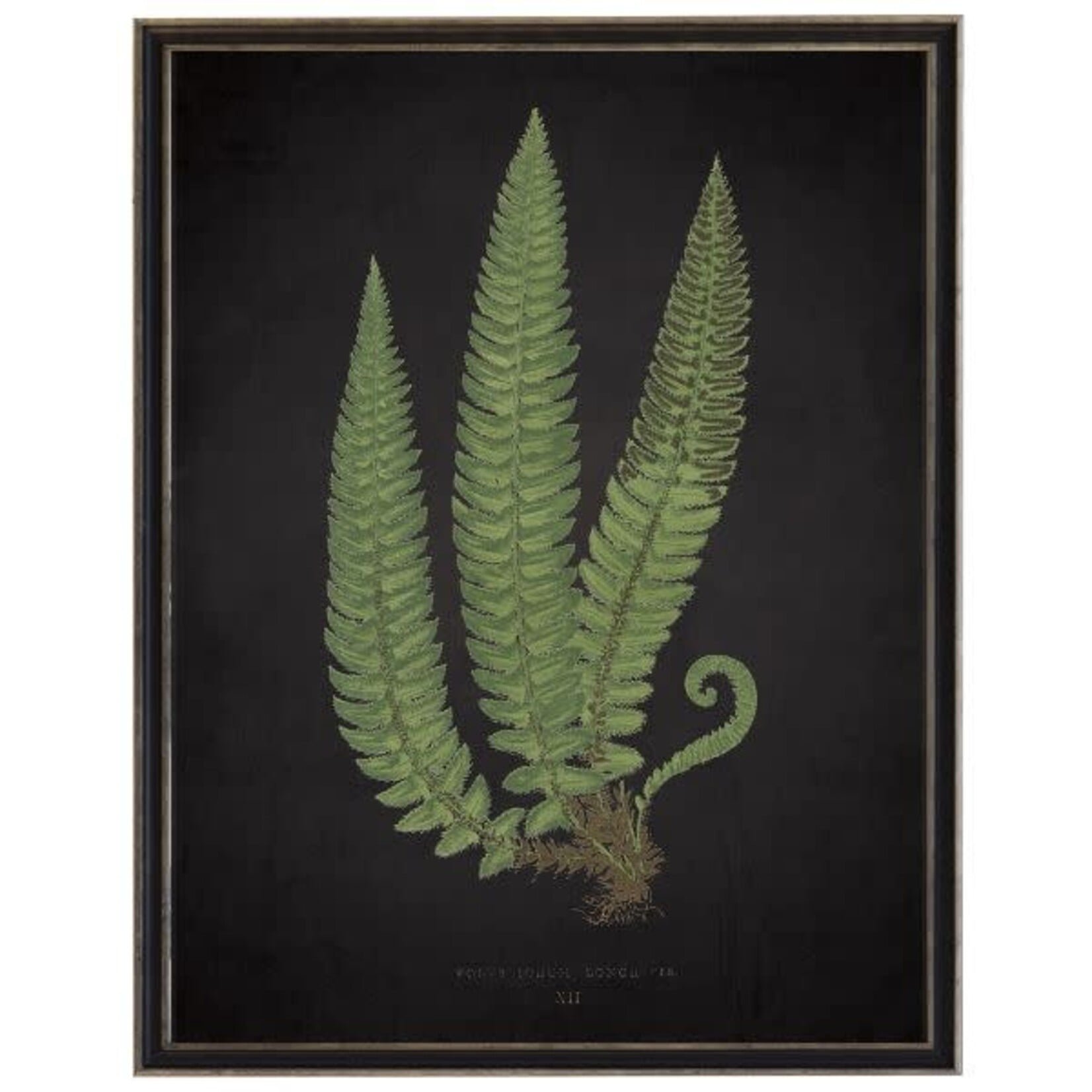 Antique Curiosities Inc Fern C on Aged Black Background Artwork, 12 X 16 in.