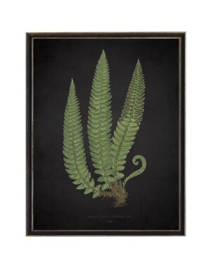 Antique Curiosities Inc Fern C on Aged Black Background Artwork, 12 X 16 in.