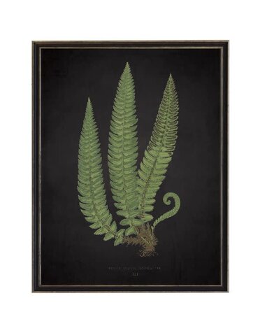 Antique Curiosities Inc Fern C on Aged Black Background Artwork, 12 X 16 in.
