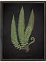 Antique Curiosities Inc Fern C on Aged Black Background Artwork, 12 X 16 in.