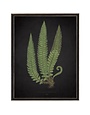 Antique Curiosities Inc Fern C on Aged Black Background Artwork, 12 X 16 in.