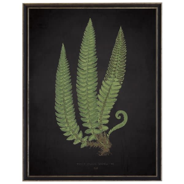 Antique Curiosities Inc Fern C on Aged Black Background Artwork, 12 X 16 in.