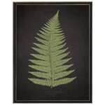 Antique Curiosities Inc Fern B on Aged Black Background Artwork, 12 X 16 in.