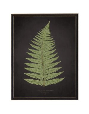 Antique Curiosities Inc Fern B on Aged Black Background Artwork, 12 X 16 in.