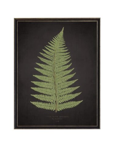 Antique Curiosities Inc Fern B on Aged Black Background Artwork, 12 X 16 in.