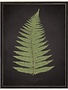 Antique Curiosities Inc Fern B on Aged Black Background Artwork, 12 X 16 in.