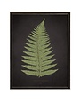 Antique Curiosities Inc Fern B on Aged Black Background Artwork, 12 X 16 in.
