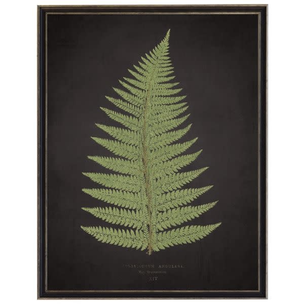 Antique Curiosities Inc Fern B on Aged Black Background Artwork, 12 X 16 in.