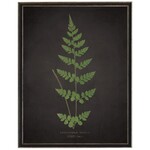 Antique Curiosities Inc Fern J on Aged Black Background Artwork, 12 X 16 in.
