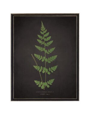 Antique Curiosities Inc Fern J on Aged Black Background Artwork, 12 X 16 in.