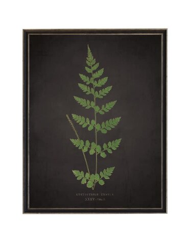 Antique Curiosities Inc Fern J on Aged Black Background Artwork, 12 X 16 in.