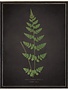 Antique Curiosities Inc Fern J on Aged Black Background Artwork, 12 X 16 in.
