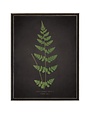 Antique Curiosities Inc Fern J on Aged Black Background Artwork, 12 X 16 in.