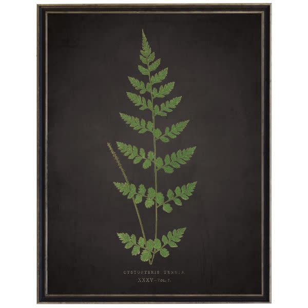Antique Curiosities Inc Fern J on Aged Black Background Artwork, 12 X 16 in.