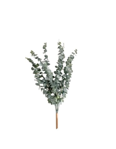 Baby Blue Eucalyptus, 22 in.