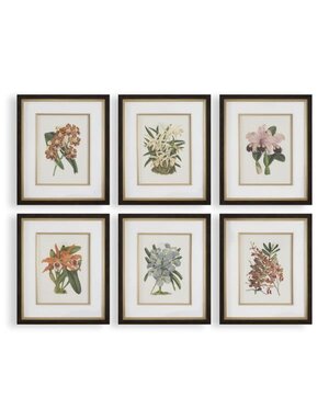 Orchid Botanical Framed Print, Assorted Designs, Priced Individually, 21 X 25, Artwork Available for Local Delivery or Pick Up