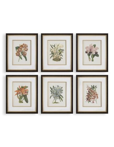 Orchid Botanical Framed Print, Assorted Designs, Priced Individually, 21 X 25, Artwork Available for Local Delivery or Pick Up