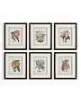 Orchid Botanical Framed Print, Assorted Designs, Priced Individually, 21 X 25, Artwork Available for Local Delivery or Pick Up