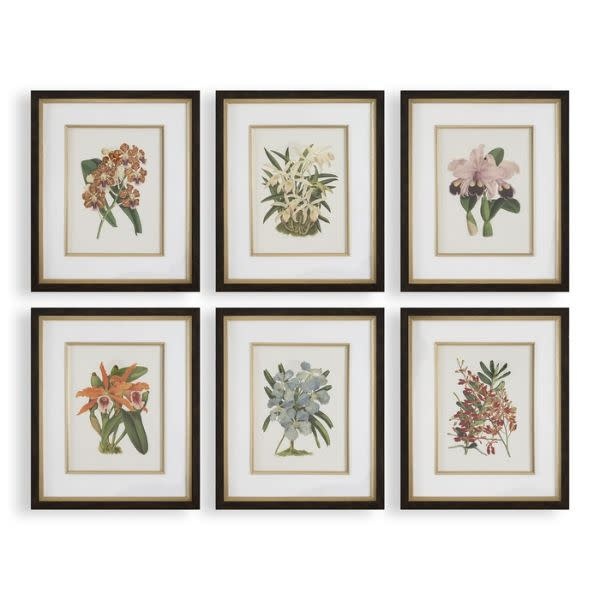 Orchid Botanical Framed Print, Assorted Designs, Priced Individually, 21 X 25, Artwork Available for Local Delivery or Pick Up