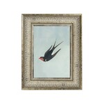 Swallow Boraston, 5 X 7 in.