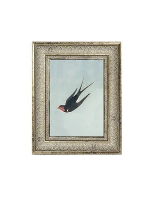 Swallow Boraston, 5 X 7 in.
