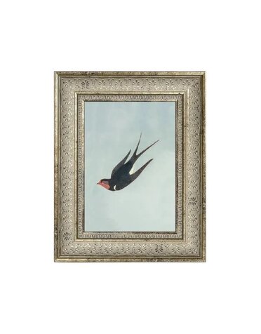 Swallow Boraston, 5 X 7 in.