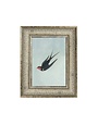 Swallow Boraston, 5 X 7 in.