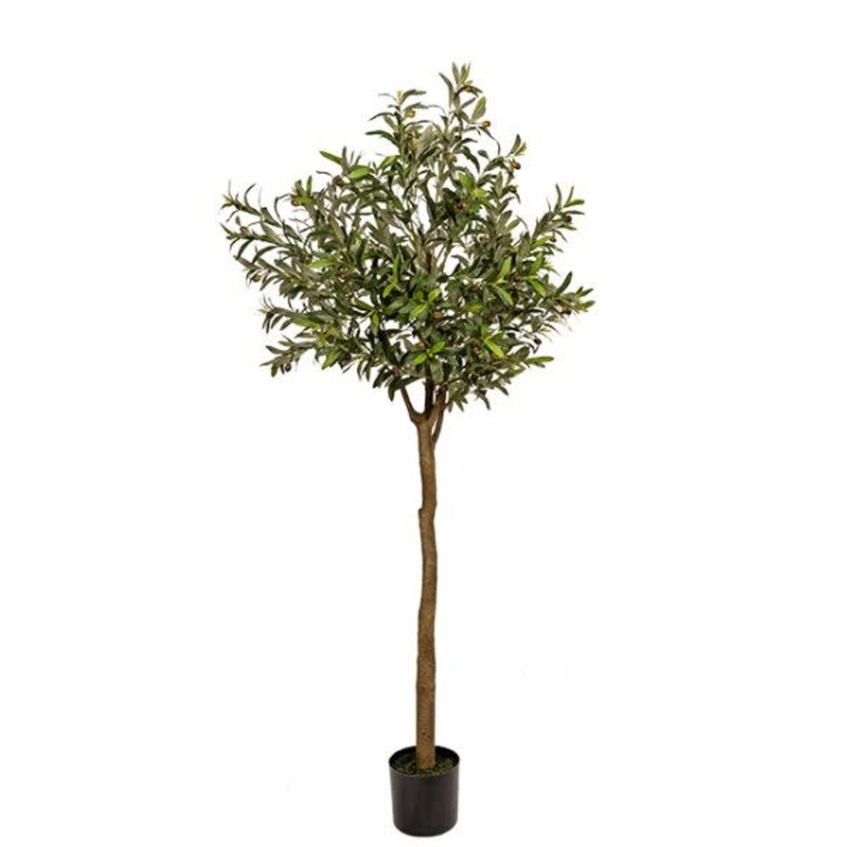 Olive Tree, 36 X 36 X 84 in.