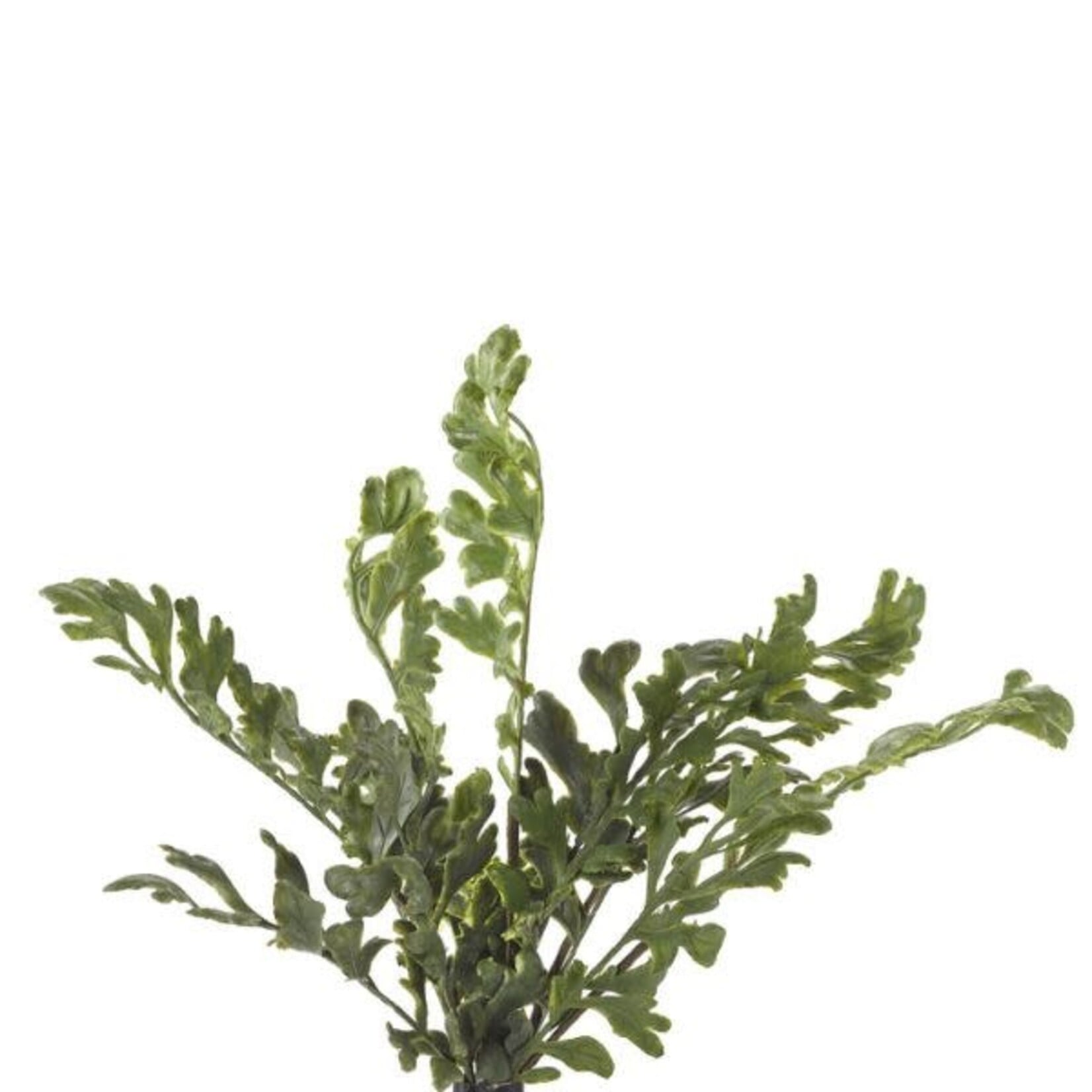 Fern Bush, 15 in.