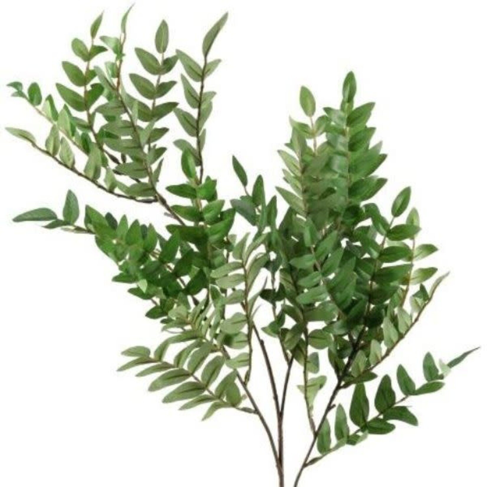 Locust Spray, 24 in.