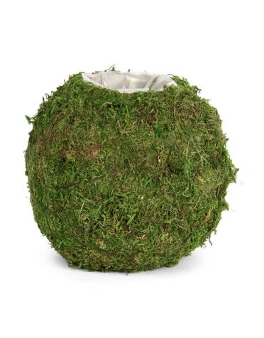 Willow Group Round Moss Planter with Sewn Liner, 6.5 in.