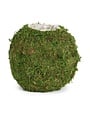 Willow Group Round Moss Planter with Sewn Liner, 6.5 in.