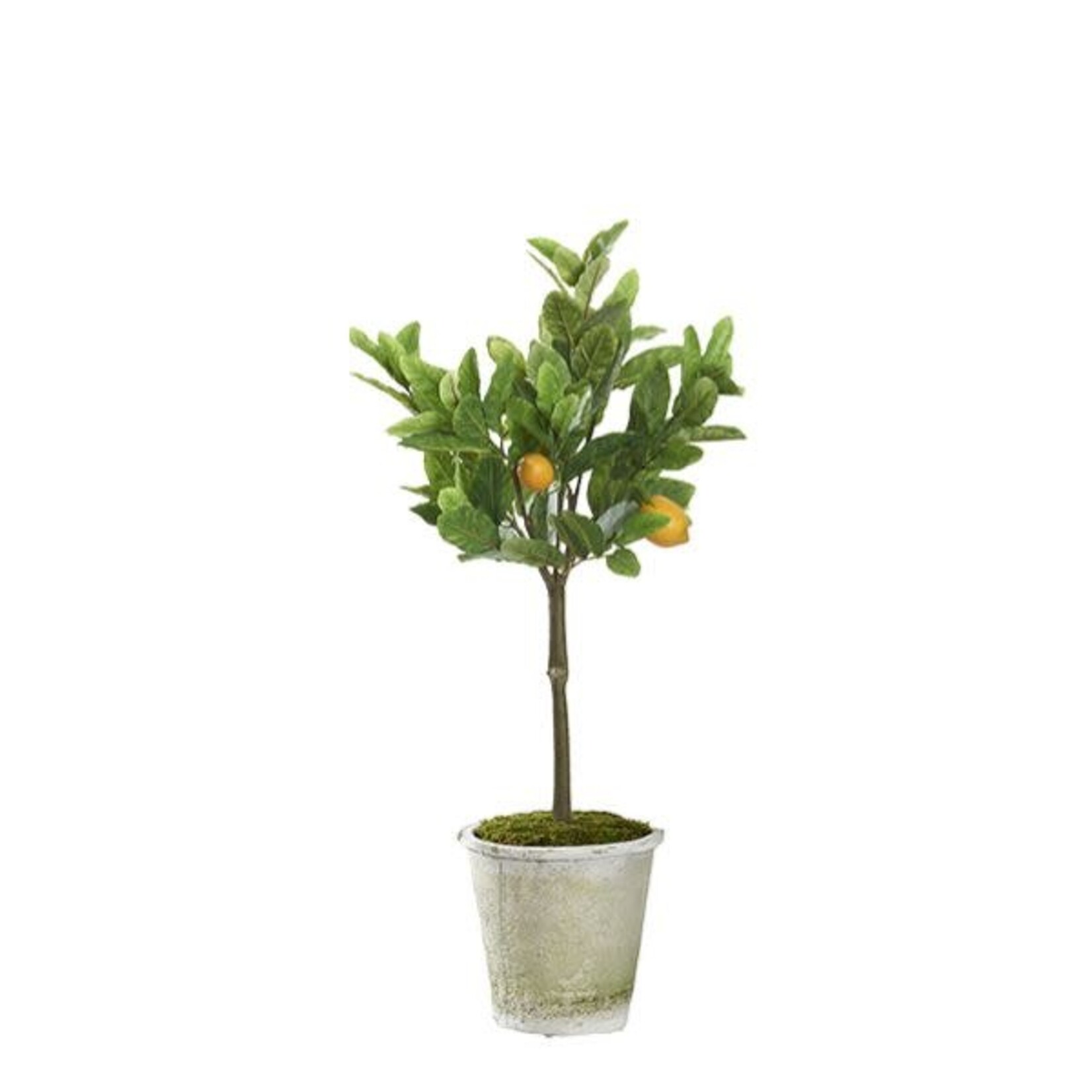 Lemon Tree in Round Stone Planter, 3 ft.