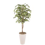 Green Ficus in White Cheer Planter, 8 ft.