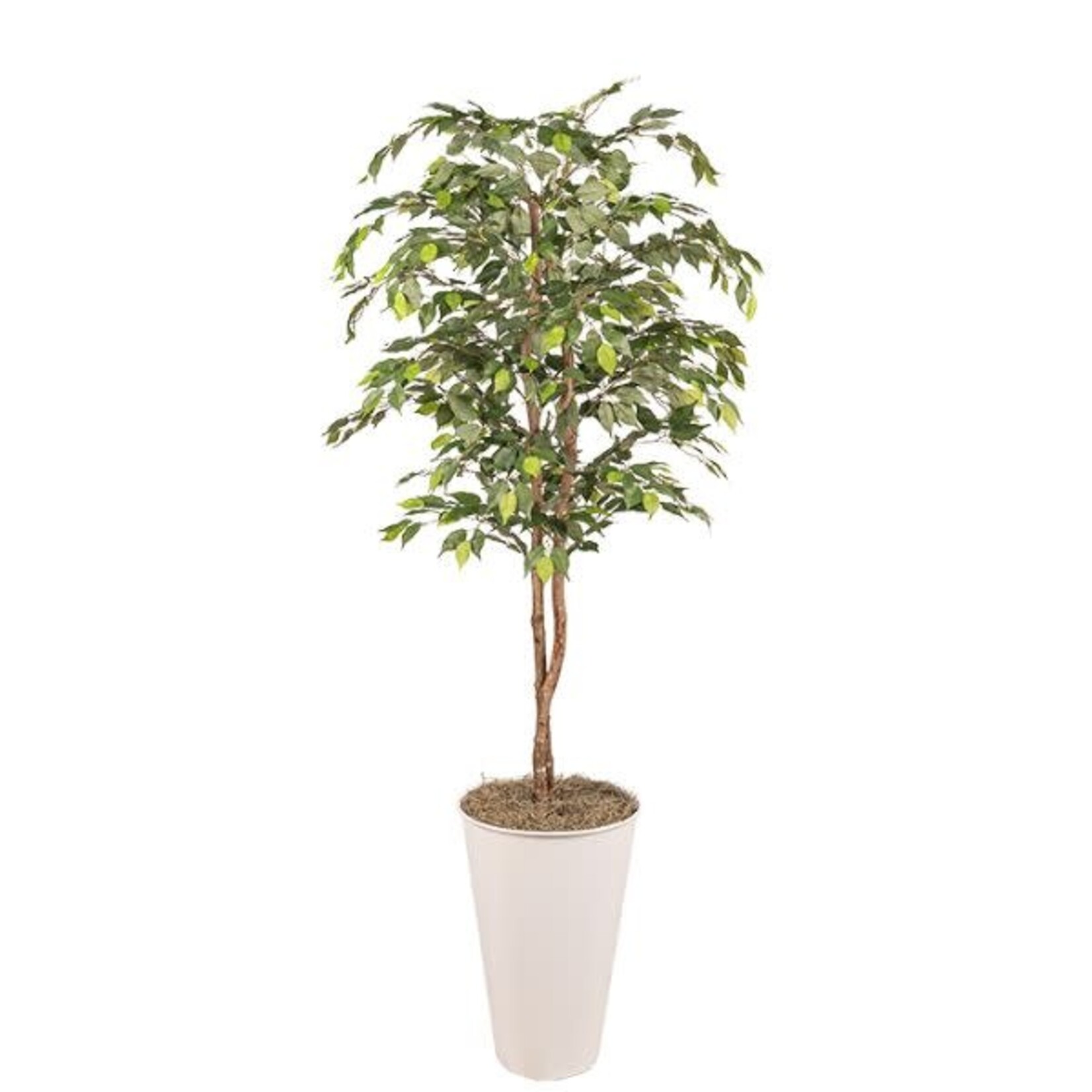 Green Ficus in White Cheer Planter, 8 ft.