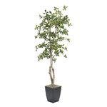 Black Olive Tree in Cardinal Planter, 6 ft.