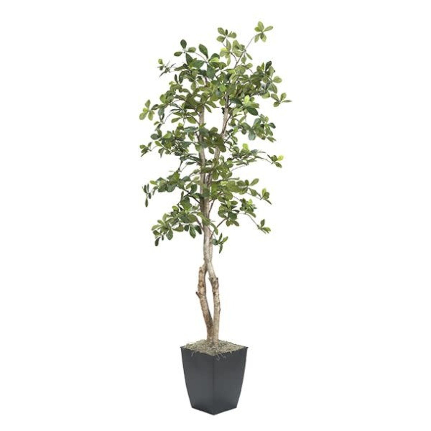 Black Olive Tree in Cardinal Planter, 6 ft.