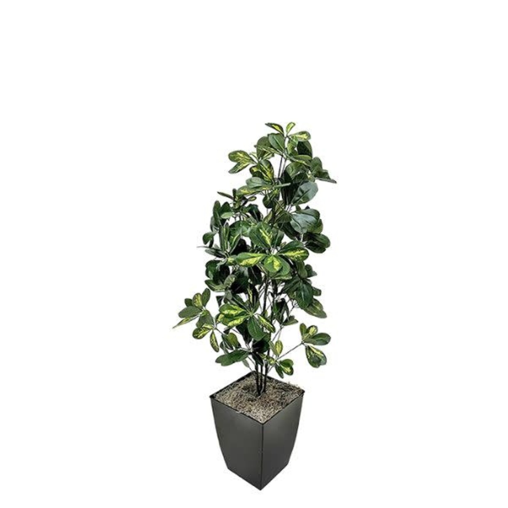 Baby Schefflera in Cardinal Planter, 4 ft.