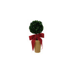 Boxwood Tree in Terra-cotta Pot w/ Red Velvet Bow, 10.5 in.