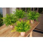 Green House Fern Collection, Assorted, Priced Individually, 20 in.