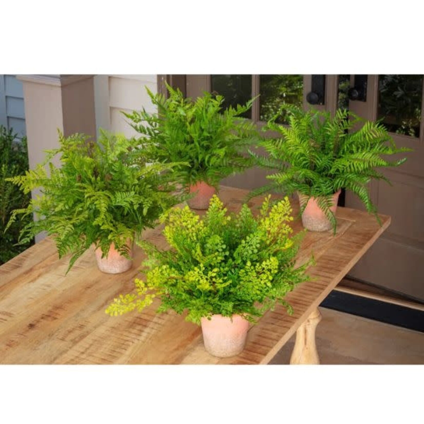 Green House Fern Collection, Assorted, Priced Individually, 20 in.