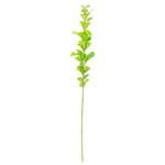 Garden Bells of Ireland Stem, 32 in.