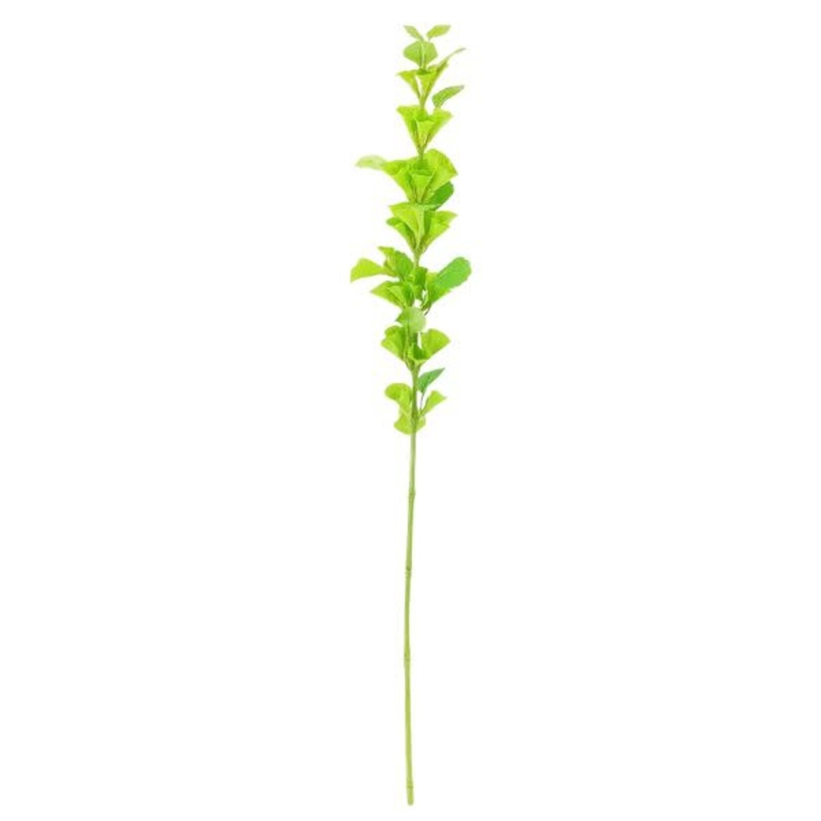 Garden Bells of Ireland Stem, 32 in.