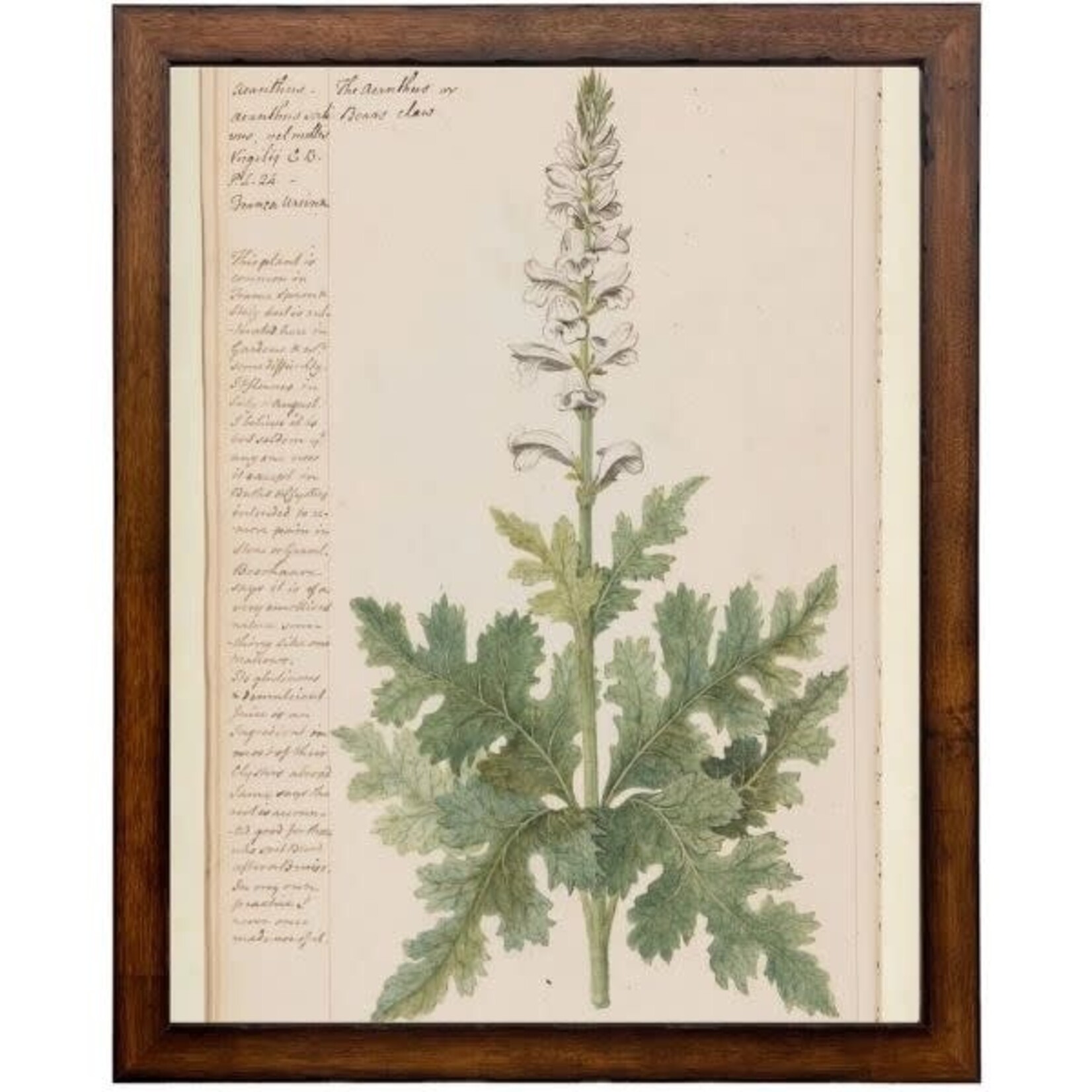 Antique Curiosities Inc Vintage Flower K Artwork, 16 X 24 in.